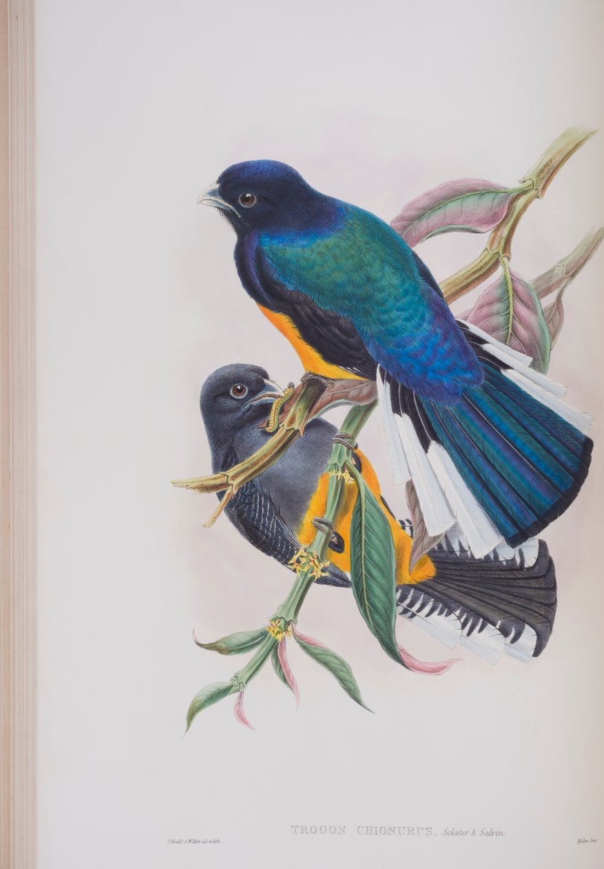 White-tailed Trogon, plate fra The Birds of Great Britain av John Gould, utgitt 1862-73 (håndfarget lito) av John Gould