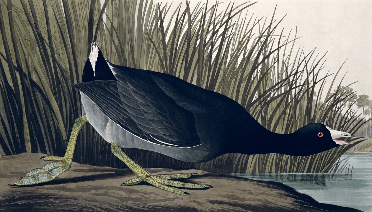 American Coot, fra 