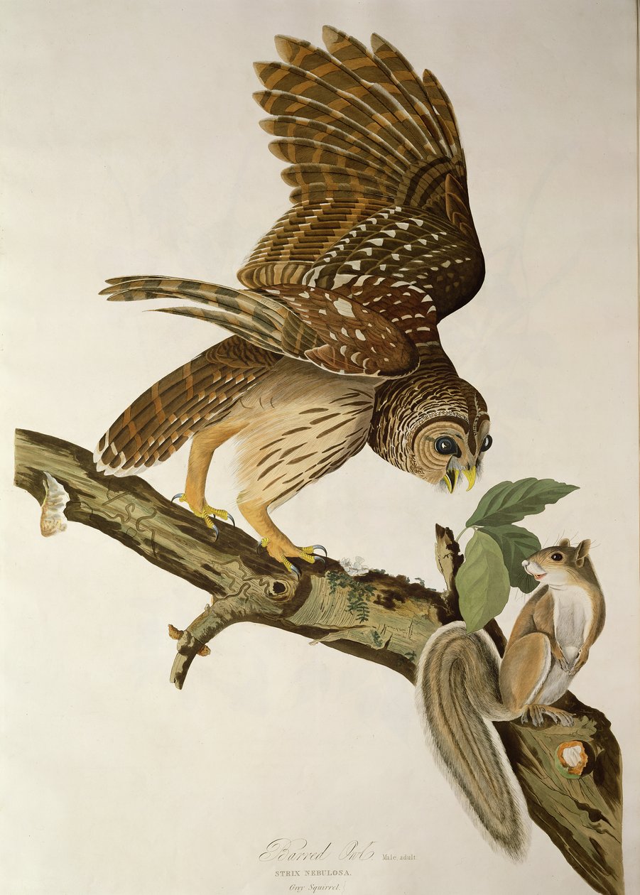 Barred Owl, fra "Birds of America" av John James Audubon