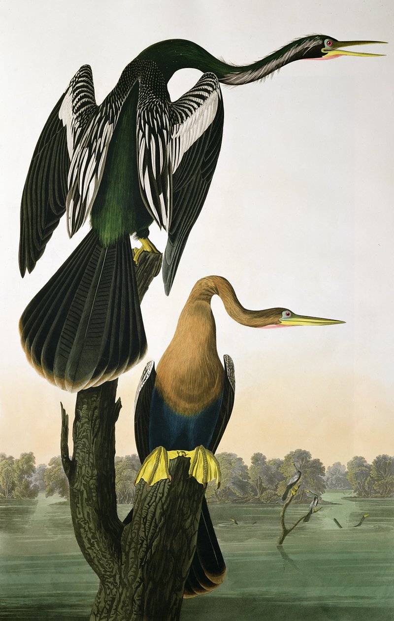 Black-Billed Darter, fra 