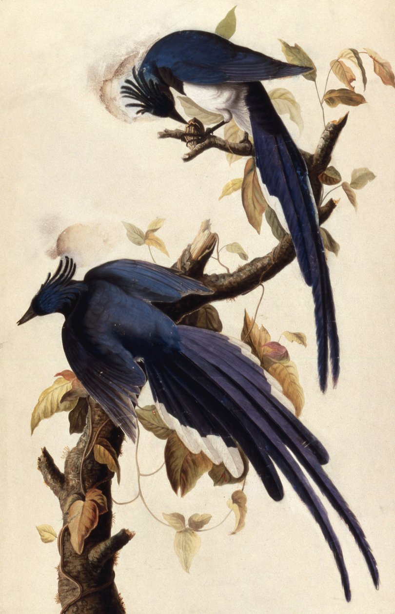 Magpie Jay, 1829 (wc, collage og grafitt på papir) av John James Audubon