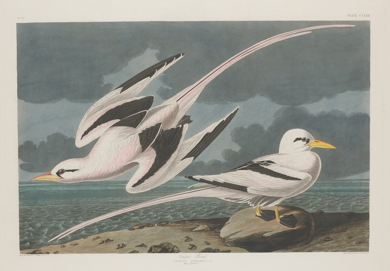 Tropic Bird, 1835 av John James Audubon