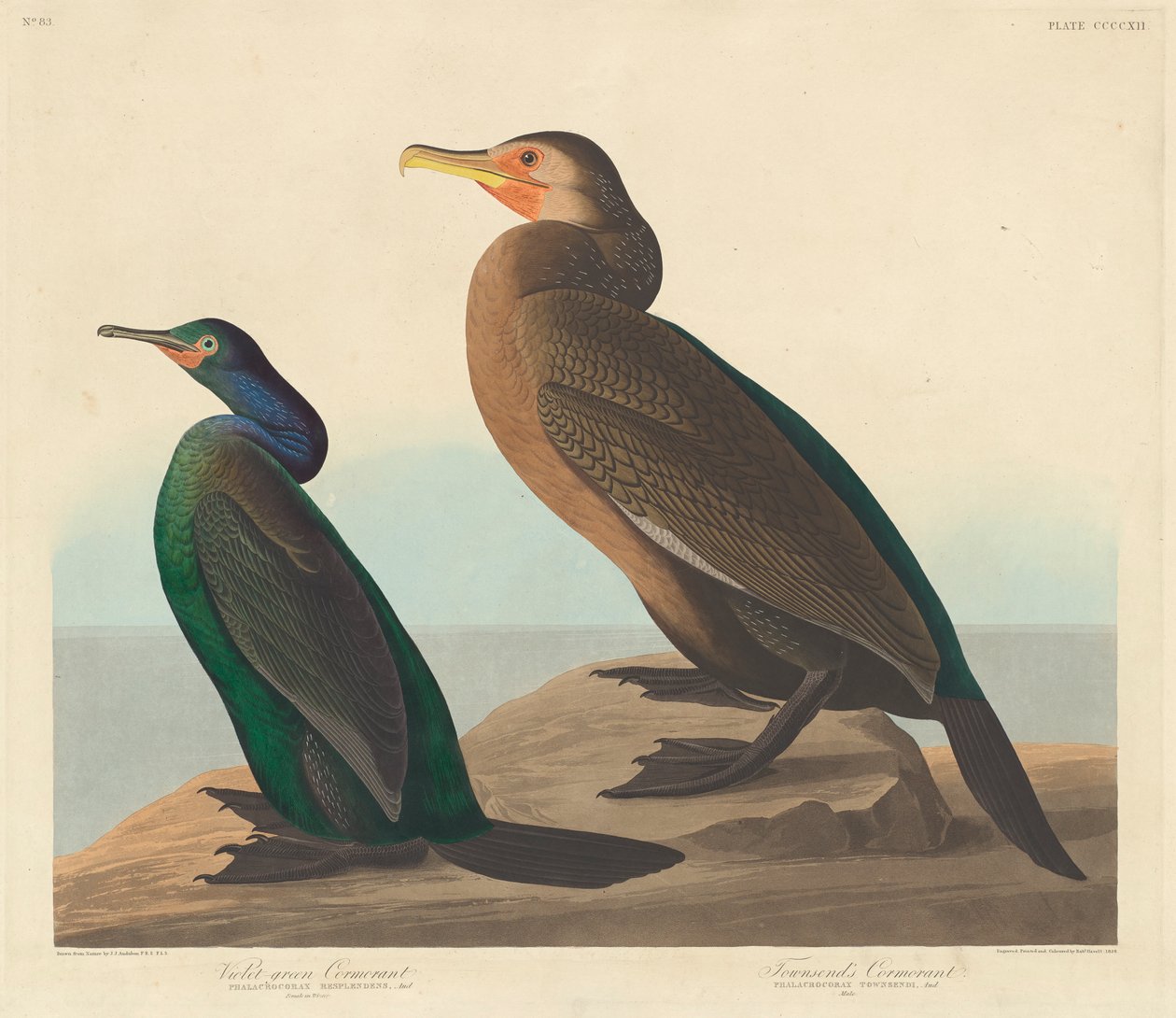 Fiolettgrønn skarv og Townsends skarv, 1838 av John James Audubon