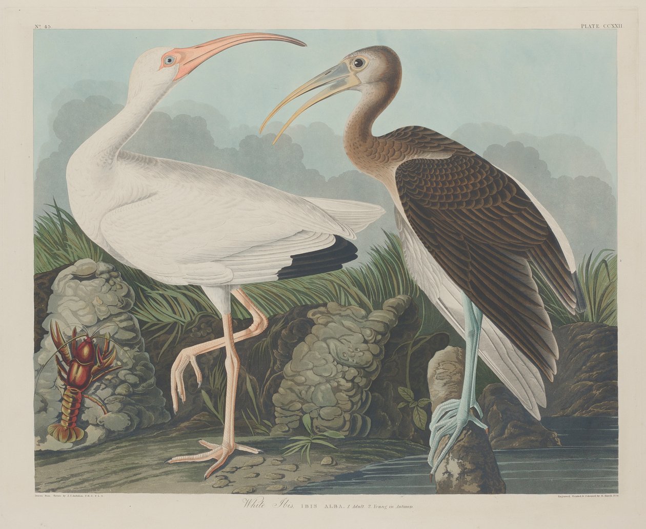 White Ibis, 1834 av John James Audubon