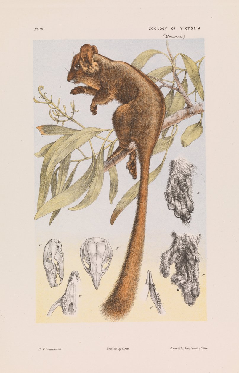 Leadbeaters Possum, Gymnobelideus leadbeateri av John James Wild
