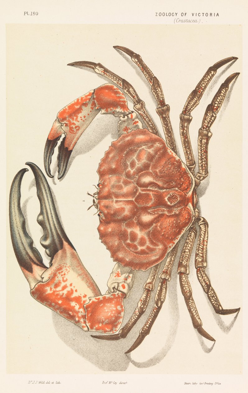 Tasmanian Giant Crab, Pseudocarcinus gigas av John James Wild