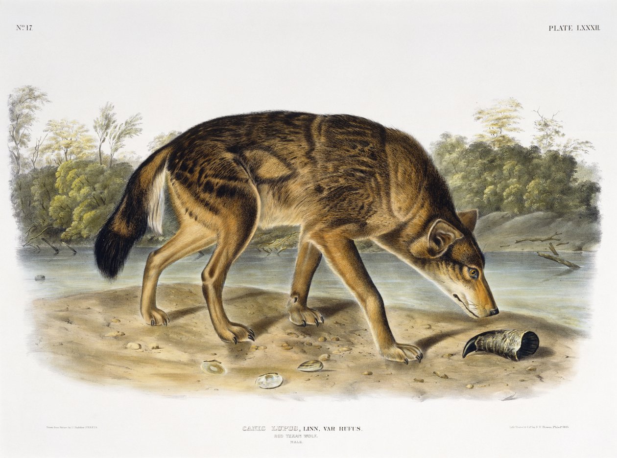 Red Texan Wolf, 1845 (håndfarget litografi) av John James after Audubon