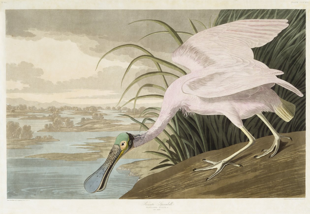 Roseate Spoonbill, 1836 (håndfarget akvatint på vevd papir) av John James after Audubon