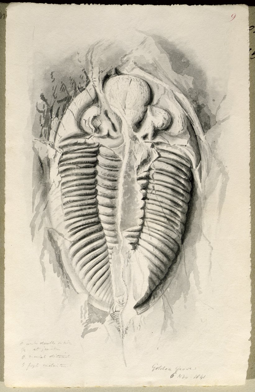 Trilobite fra Golden Grove, 6. november 1841 av John Phillips