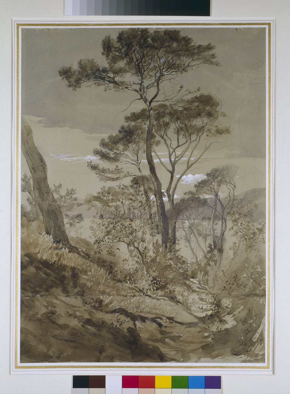Stone Pines i Sestri, Gulf of Genoa, 30. april 1845 (blyant med pennevask og hvit kroppsfarge på papir) av John Ruskin