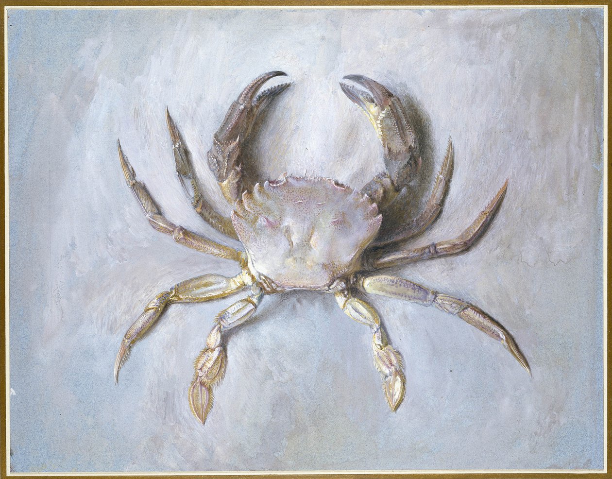 Velvet Crab, 1870-1 (wc over blyant på papir) av John Ruskin