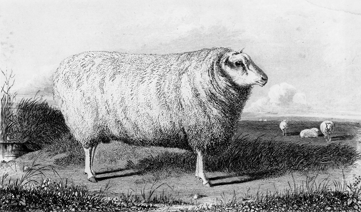 En Leicester Tup, gravert av Thomas Landseer av John Sheriff