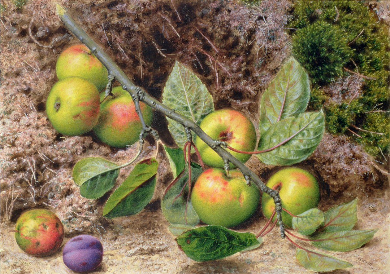 Epler på en gren av John Sherrin