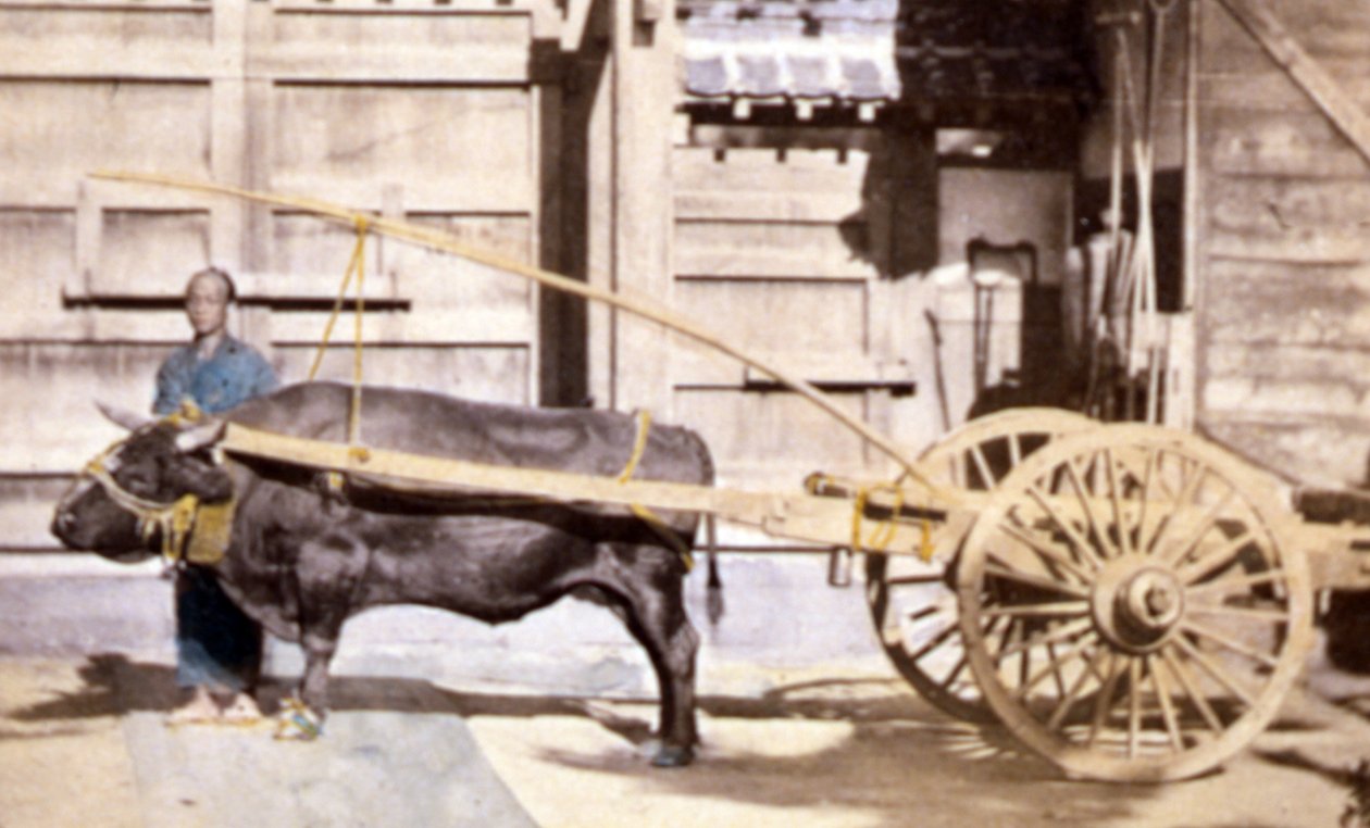 Kinesisk mann med vogn og okse, 1890 (håndfarget bilde) av John Thomson