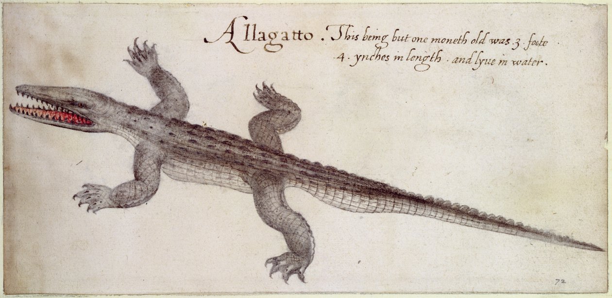 Alligator (penn og blekk og wc på papir) av John White