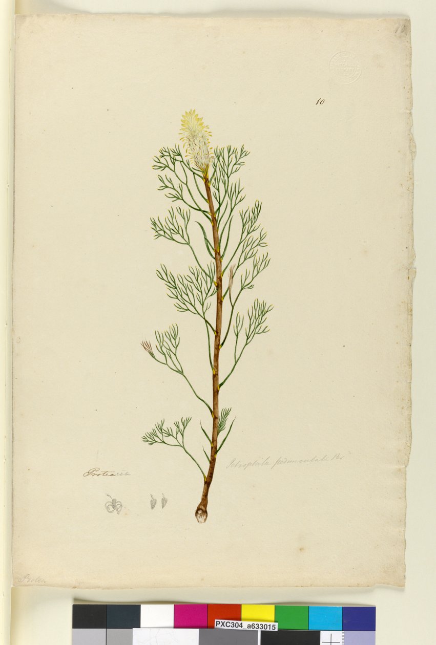 Side 10. Petrophile pedunculata, ca. 1803-06 (wc, penn, blekk og blyant) av John William Lewin