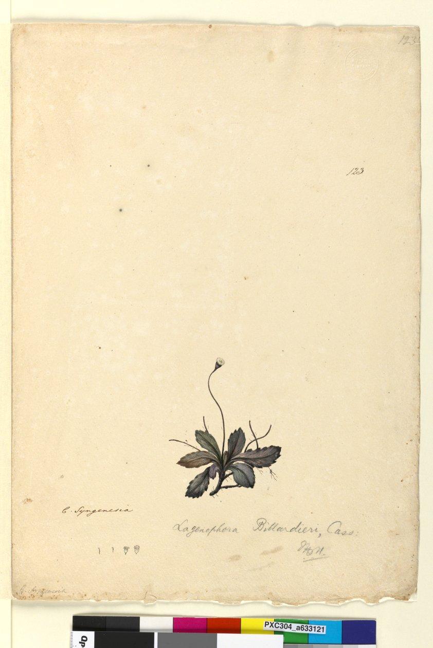 Side 123. Lagenophora billardieri Lagenophora gracilis, ca. 1803-06 (wc, penn, blekk og blyant) av John William Lewin