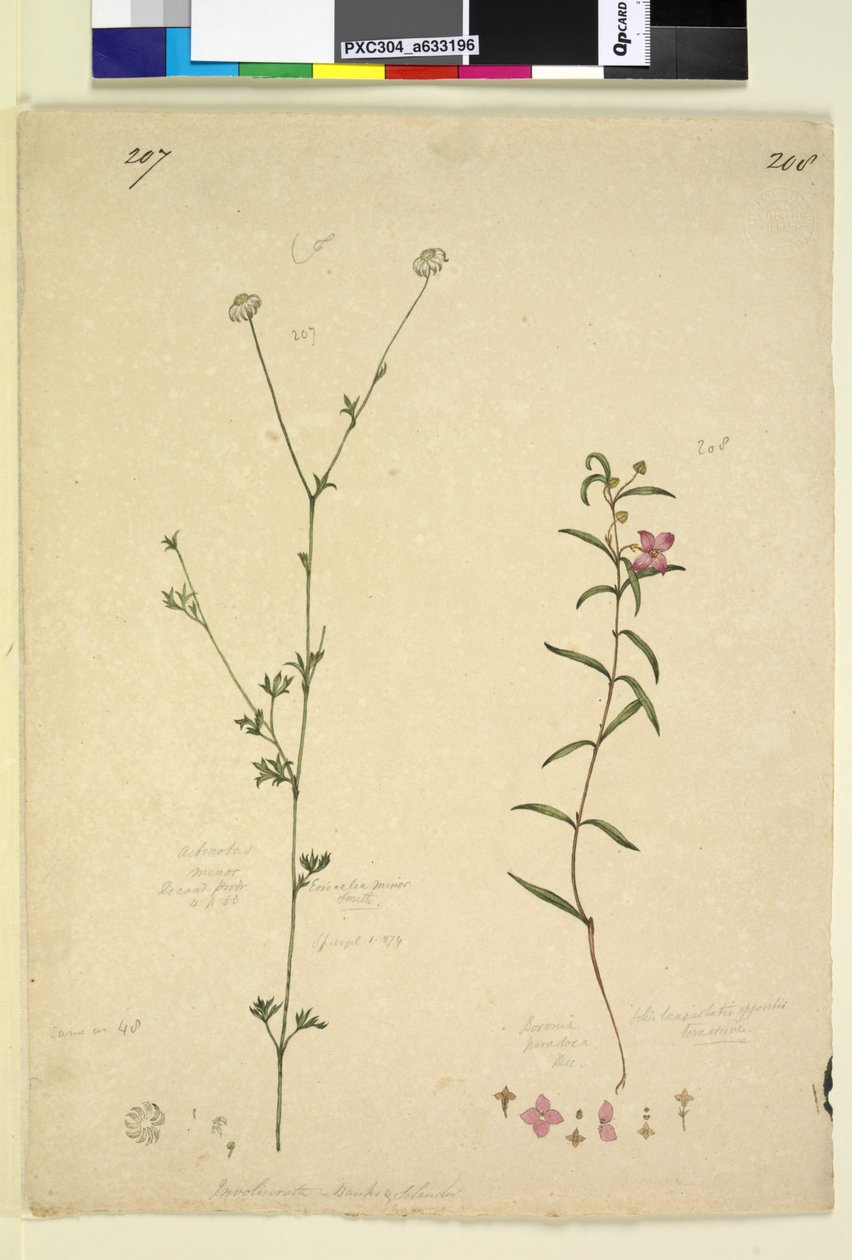 Side 207. Actinotus minor; 208. Boronia paradoxa, ca. 1803-06 (wc, penn, blekk og blyant) av John William Lewin