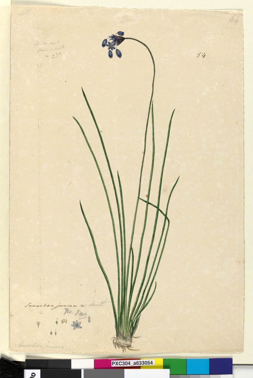 Side 54. Sowerbaea juncea, ca. 1803-06 (wc, penn, blekk og blyant) av John William Lewin