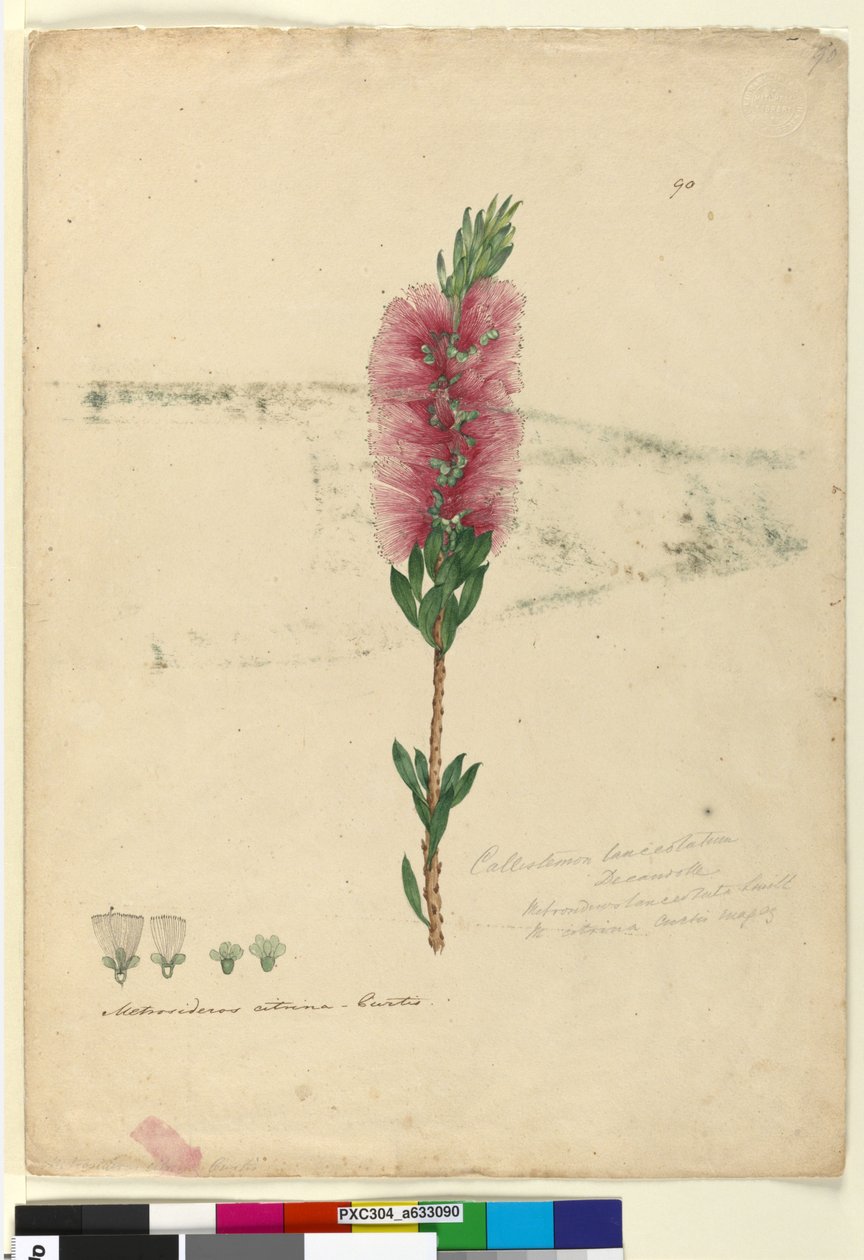 Side 90. Callistemon lanceolatusCallistemon citrinus, c.1803-06 (wc, penn, blekk og blyant) av John William Lewin