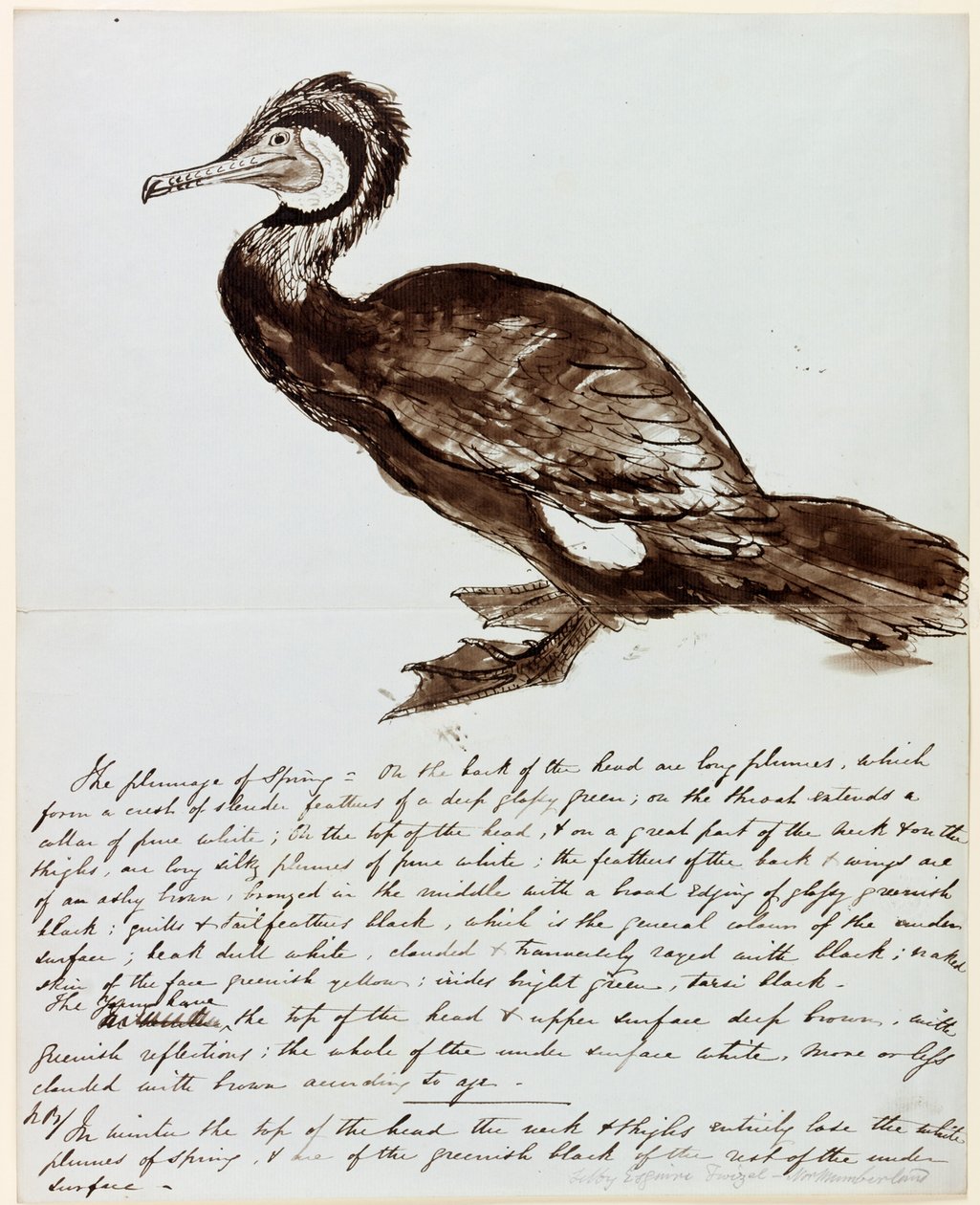 Skarv (blekk på papir) av John Wilson Carmichael