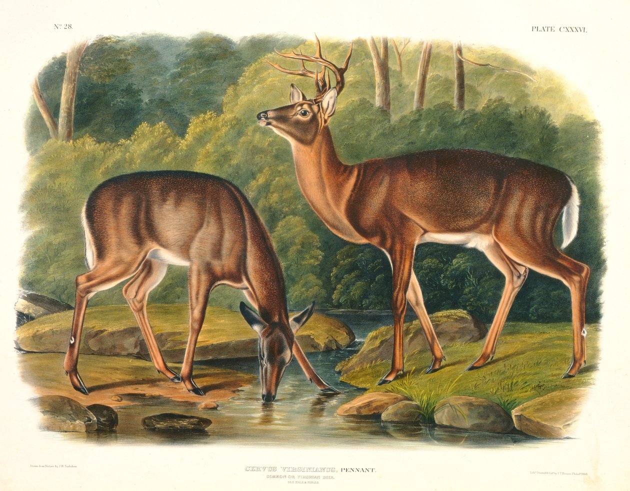 Cervus Virginianus (Common or Virginian Deer), plate 136 fra 