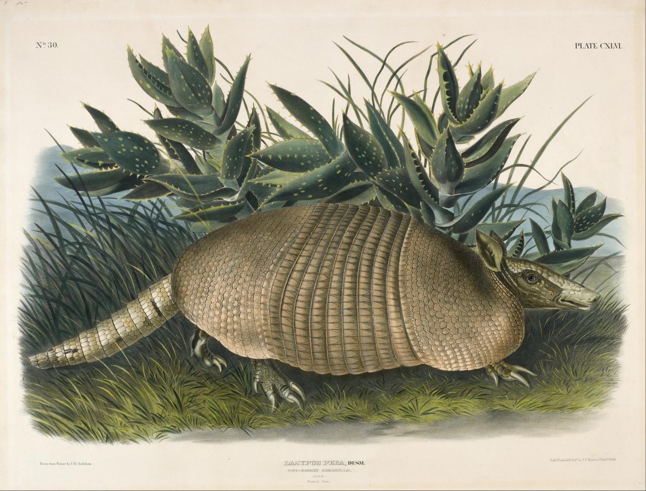 Ni-banded Armadillo (Dasypus Peba) av John Woodhouse Audubon