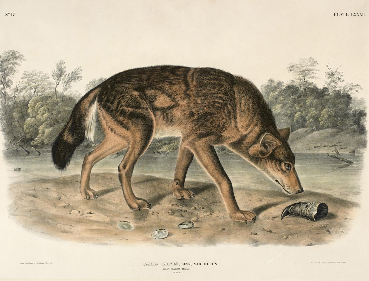 Rød Texas Wolf (Canis Lupus) av John Woodhouse Audubon