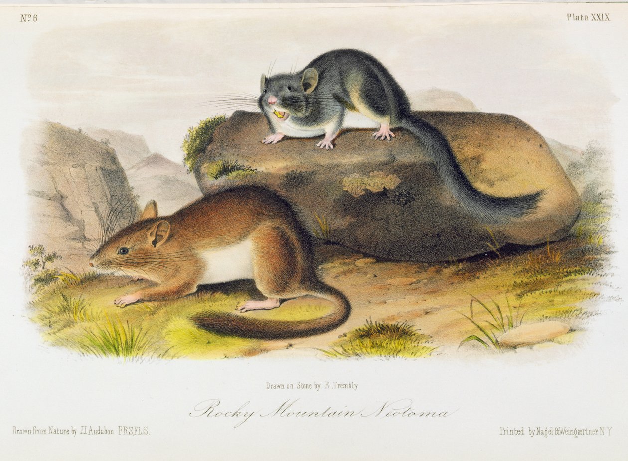 Rocky Mountain Neotoma, plate 29 fra 