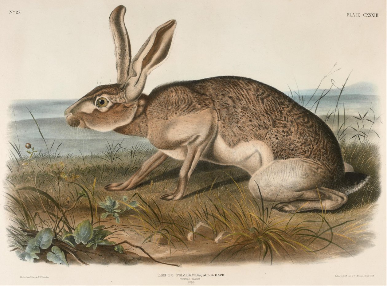 Texian Hare (Lepus Texianus) av John Woodhouse Audubon