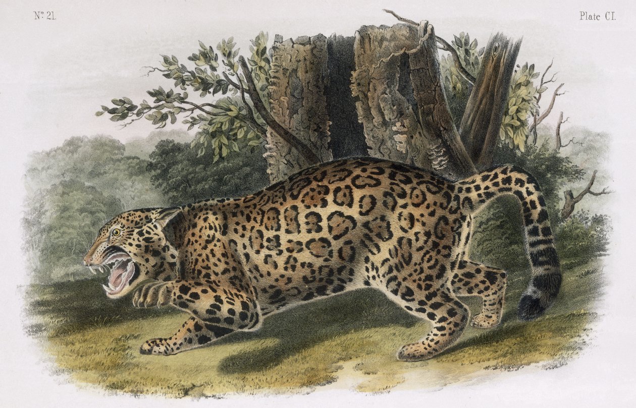 Jaguaren, plate 101 fra 'Quadrupeds of North America', gravert av WE Hitchcock av John Woodhouse Audubon
