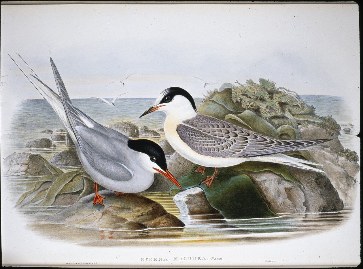 Polartern (Sterna Macrura) (håndfarget litho) av John (after) Gould