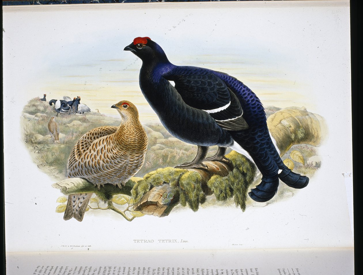 Rype (Tetrao Tetrix) (håndfarget litho) av John (after) Gould