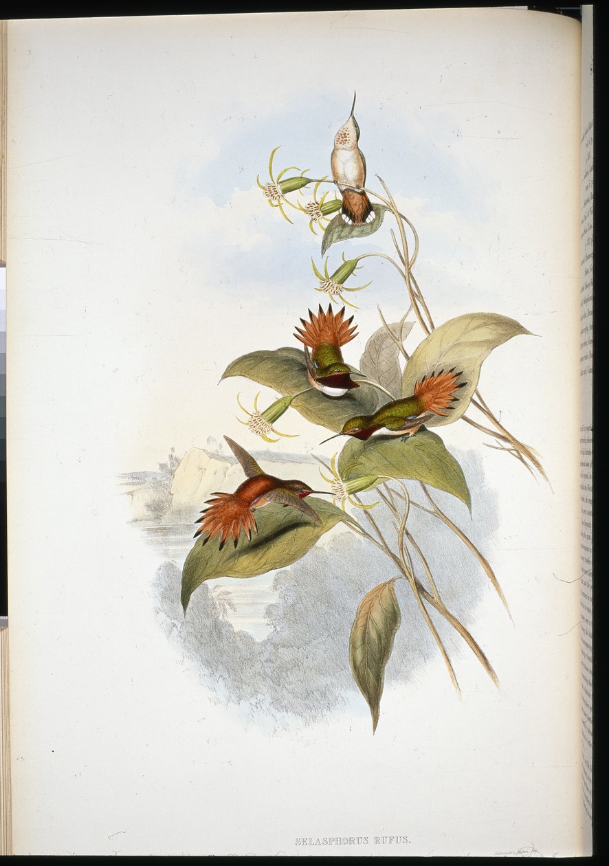 Blåhodet safir (eucephala grayi) (håndfarget litho) av John (after) Gould