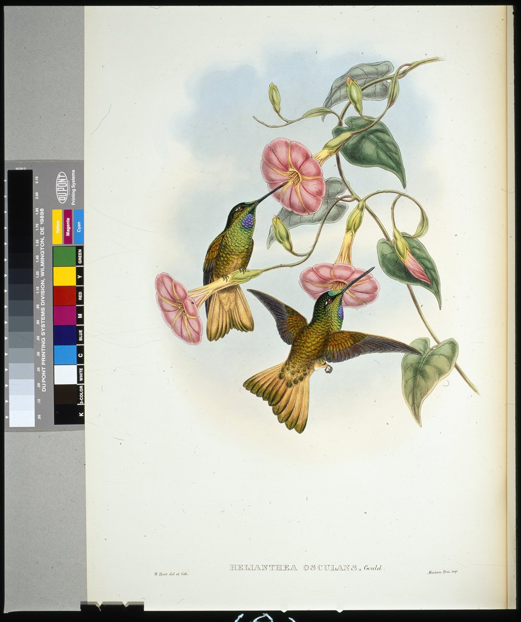 Buff-tailed Star-frontlet (helianthea osculans) (håndfarget litho) av John (after) Gould