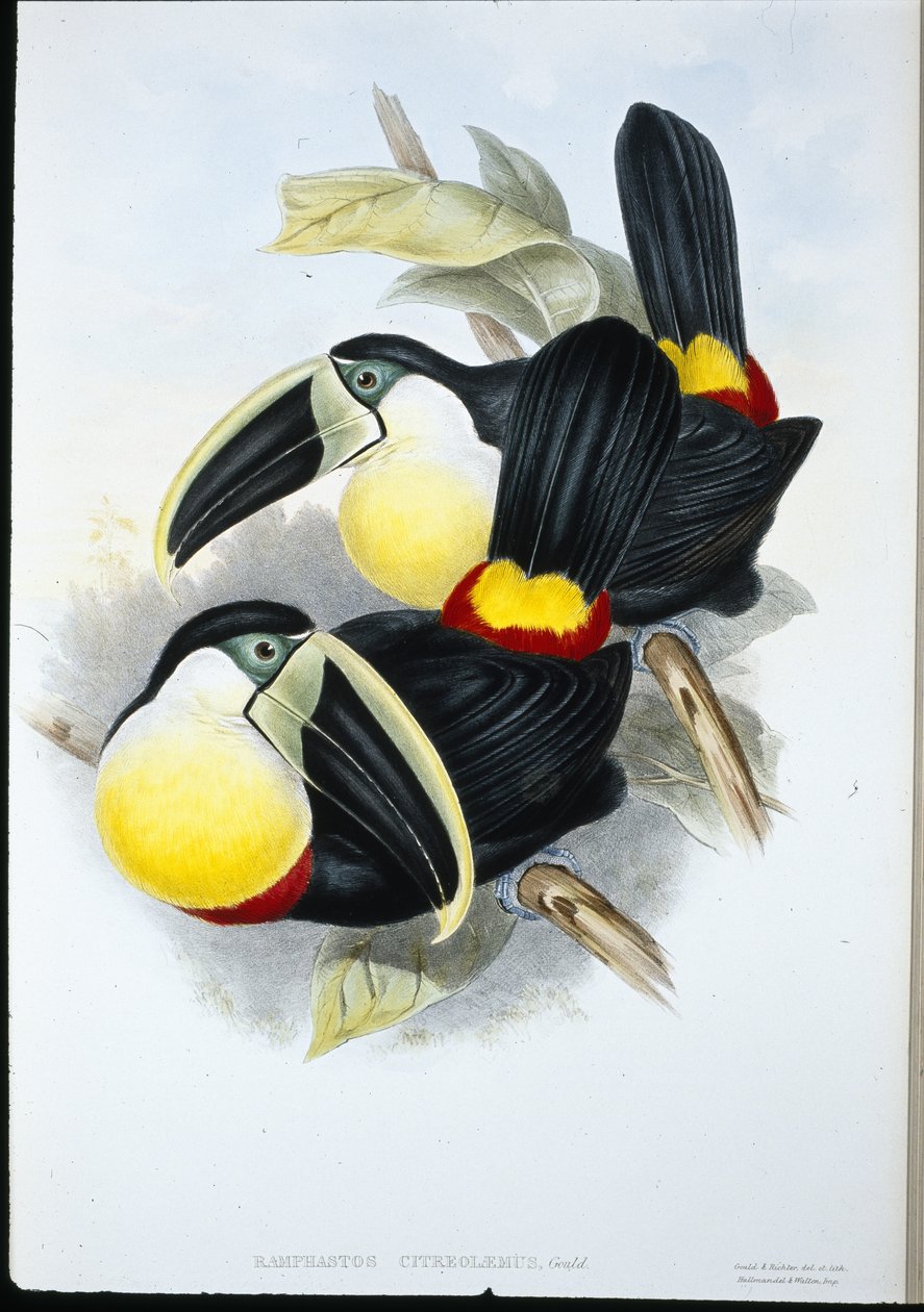 Sitronspent tukan (Ramphastos Citreolaemus) (håndfarget litho) av John (after) Gould