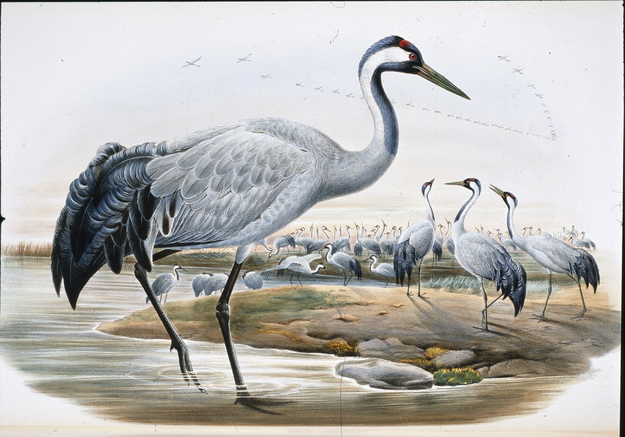 Vanlig trane (Grus Cinerea0 (håndfarget litho) av John (after) Gould