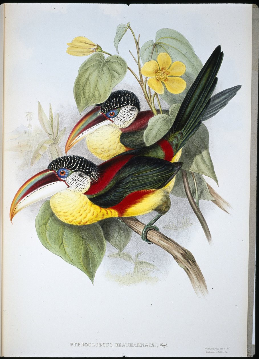 Krøllete Aracari (Pteroglossus Beauharnaisi) (håndfarget litho) av John (after) Gould