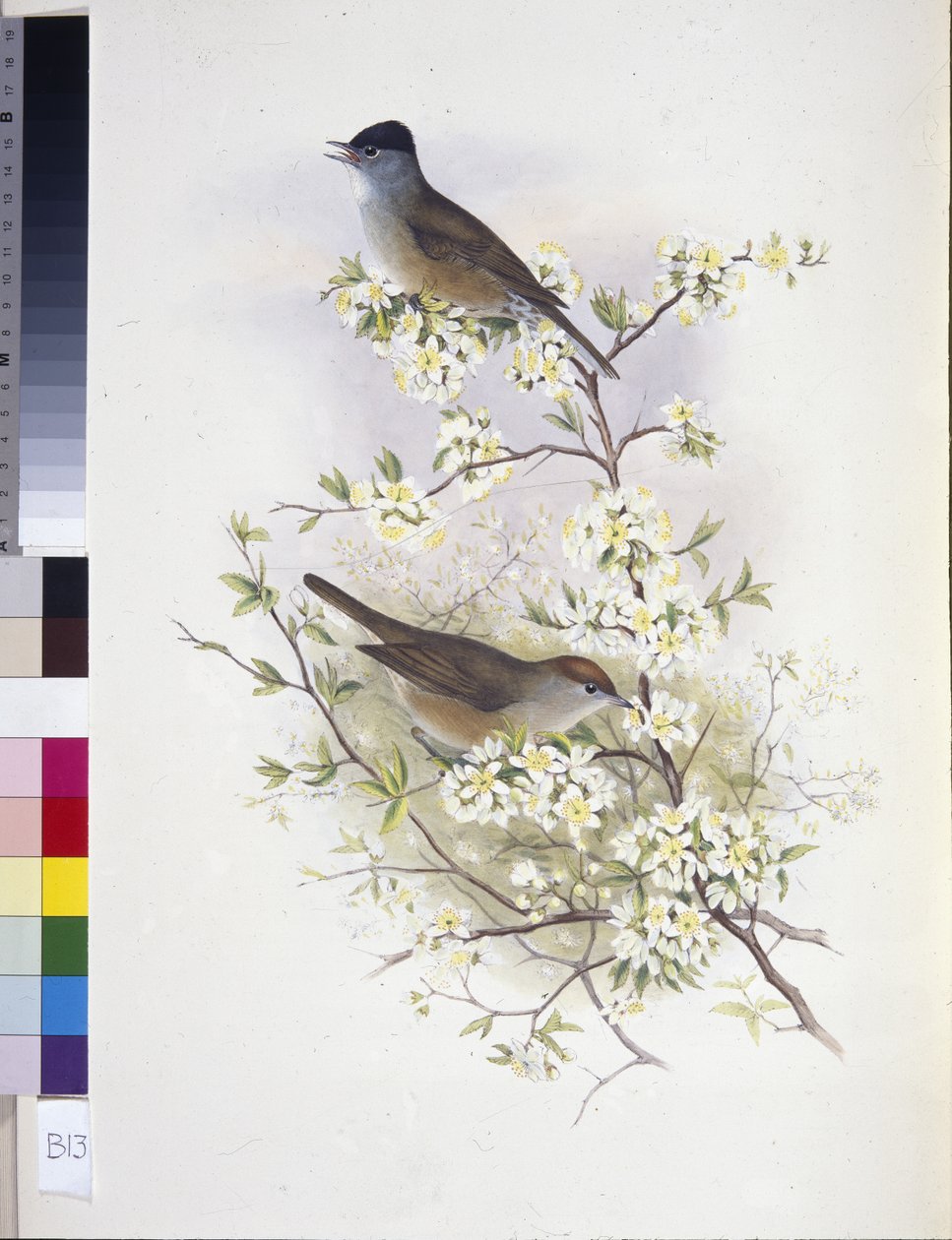 Eurasisk svarthette (Sylvia atricapilla) (håndfarget litho) av John (after) Gould