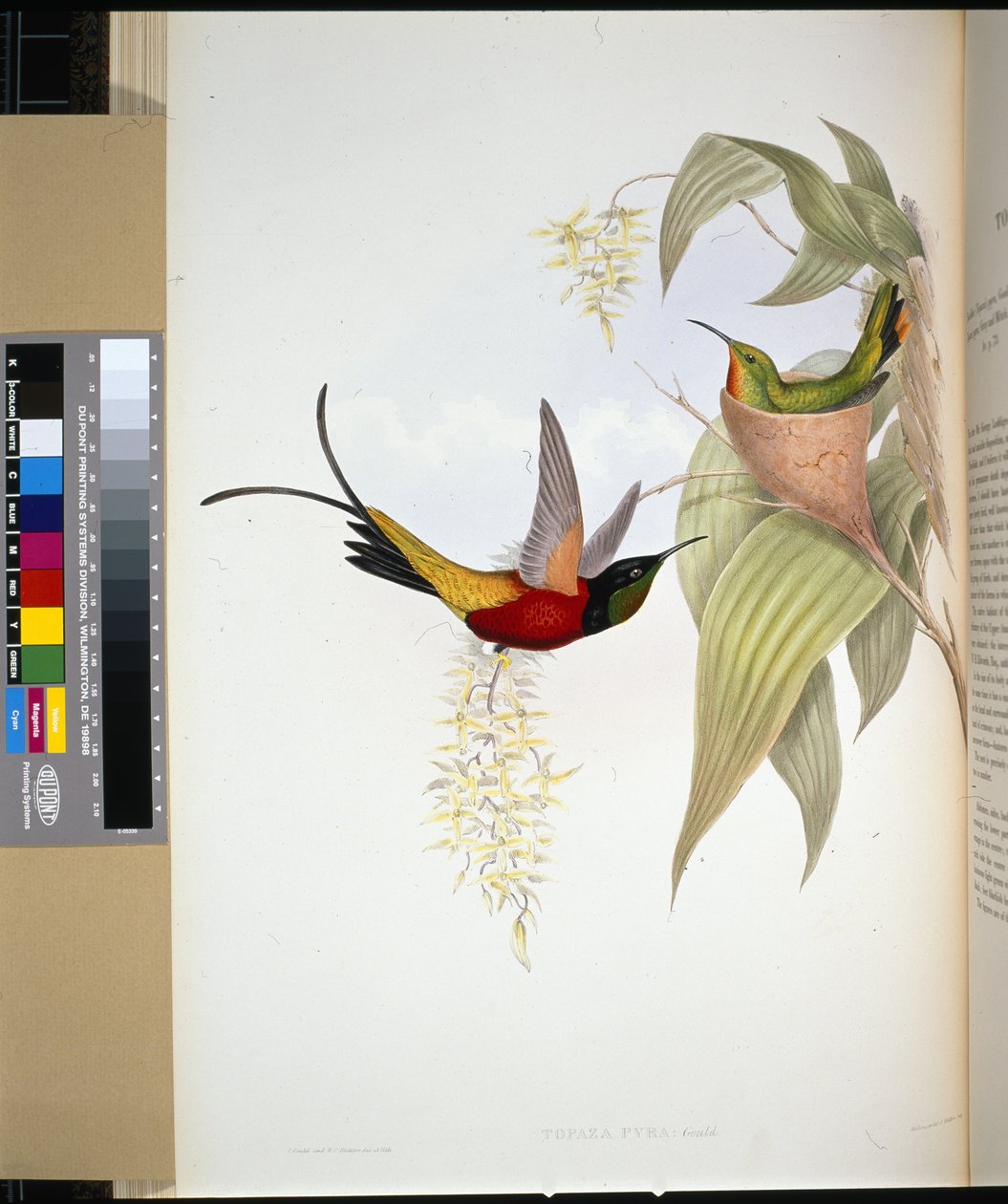 Fiery Topaz (topaza pyra) (håndfarget litho) av John (after) Gould