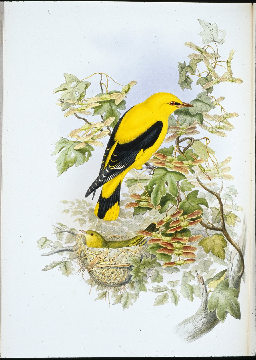 Golden Oriole (Oriolus Galbula) (håndfarget litho) av John (after) Gould