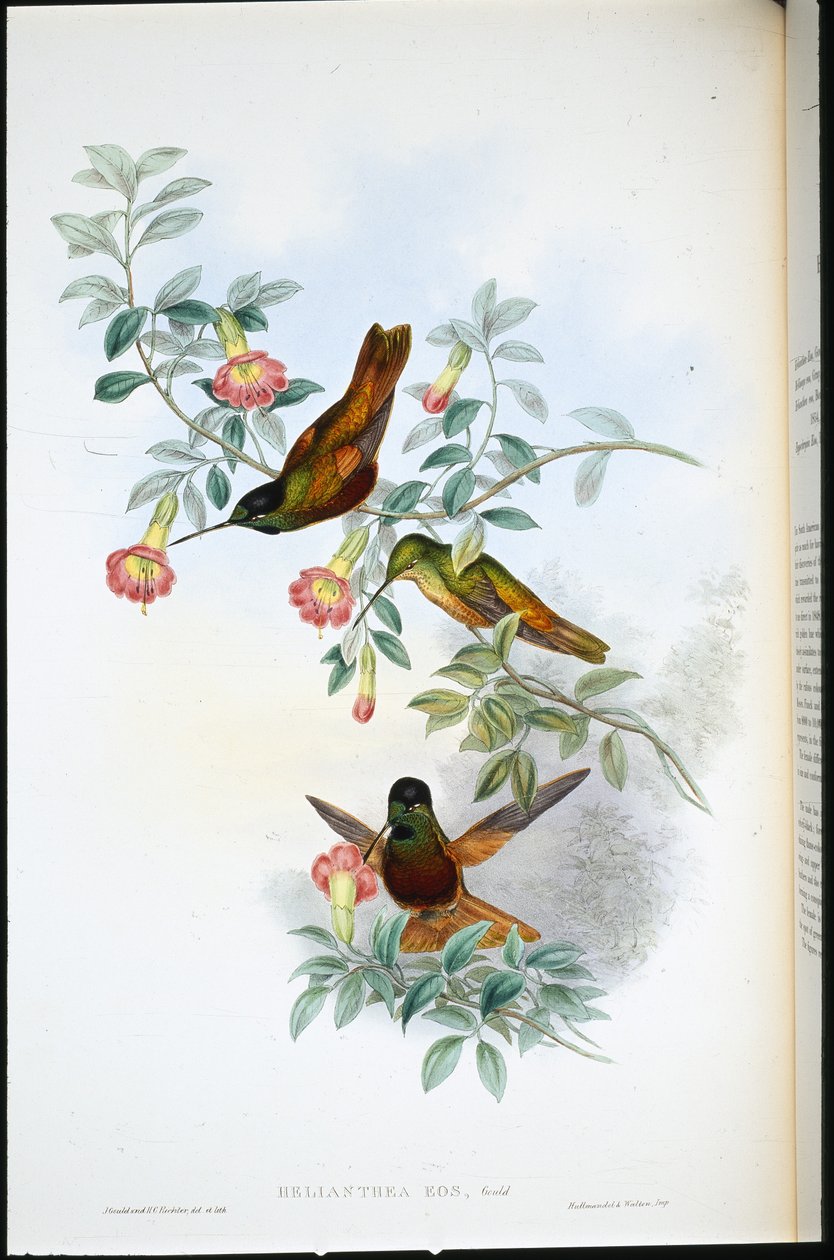 Gylden stjerne-frontlet (Helianthea Eos) (håndfarget litho) av John (after) Gould