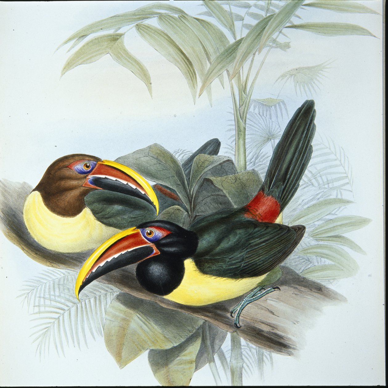 Grønn Aracari (Pteroglossus Viridis) (håndfarget litho) av John (after) Gould