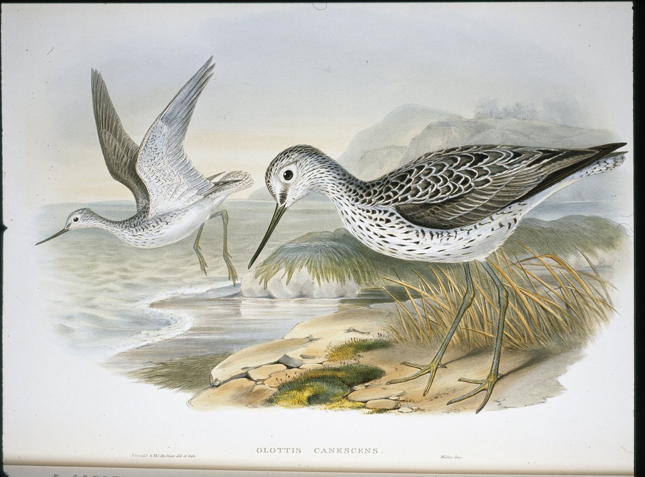 Greenshank (Glottis Canescens) (håndfarget litho) av John (after) Gould