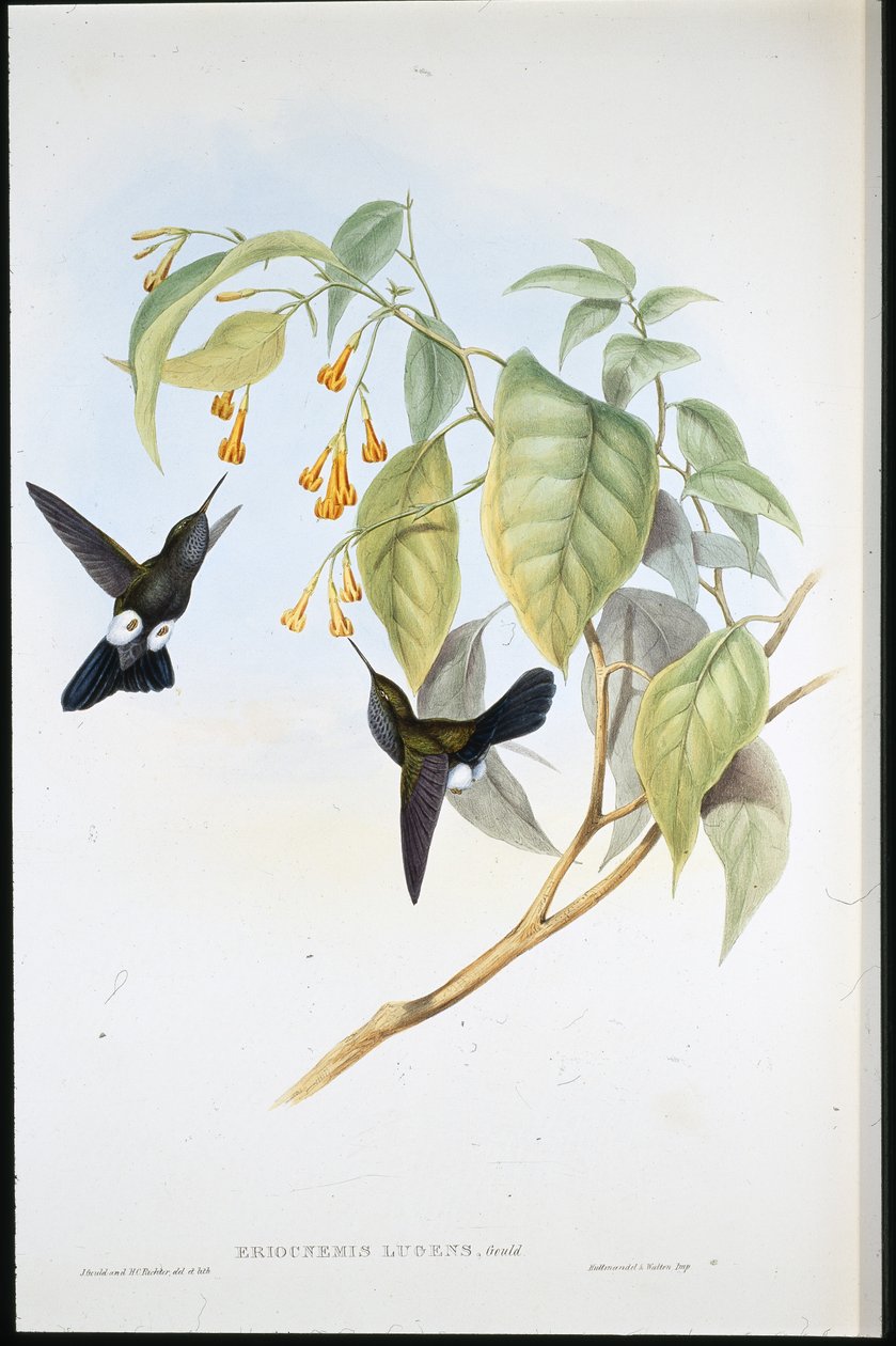 Hoary Puff-leg (Eriocnemis Lugens) (håndfarget litho) av John (after) Gould