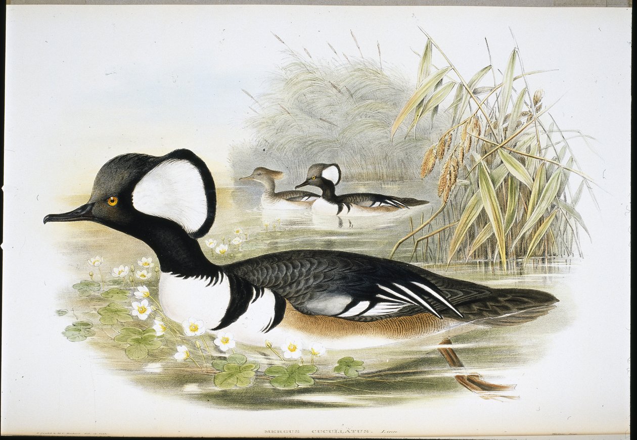 Merganser med hette (Mergus Cucullatus) (håndfarget litho) av John (after) Gould