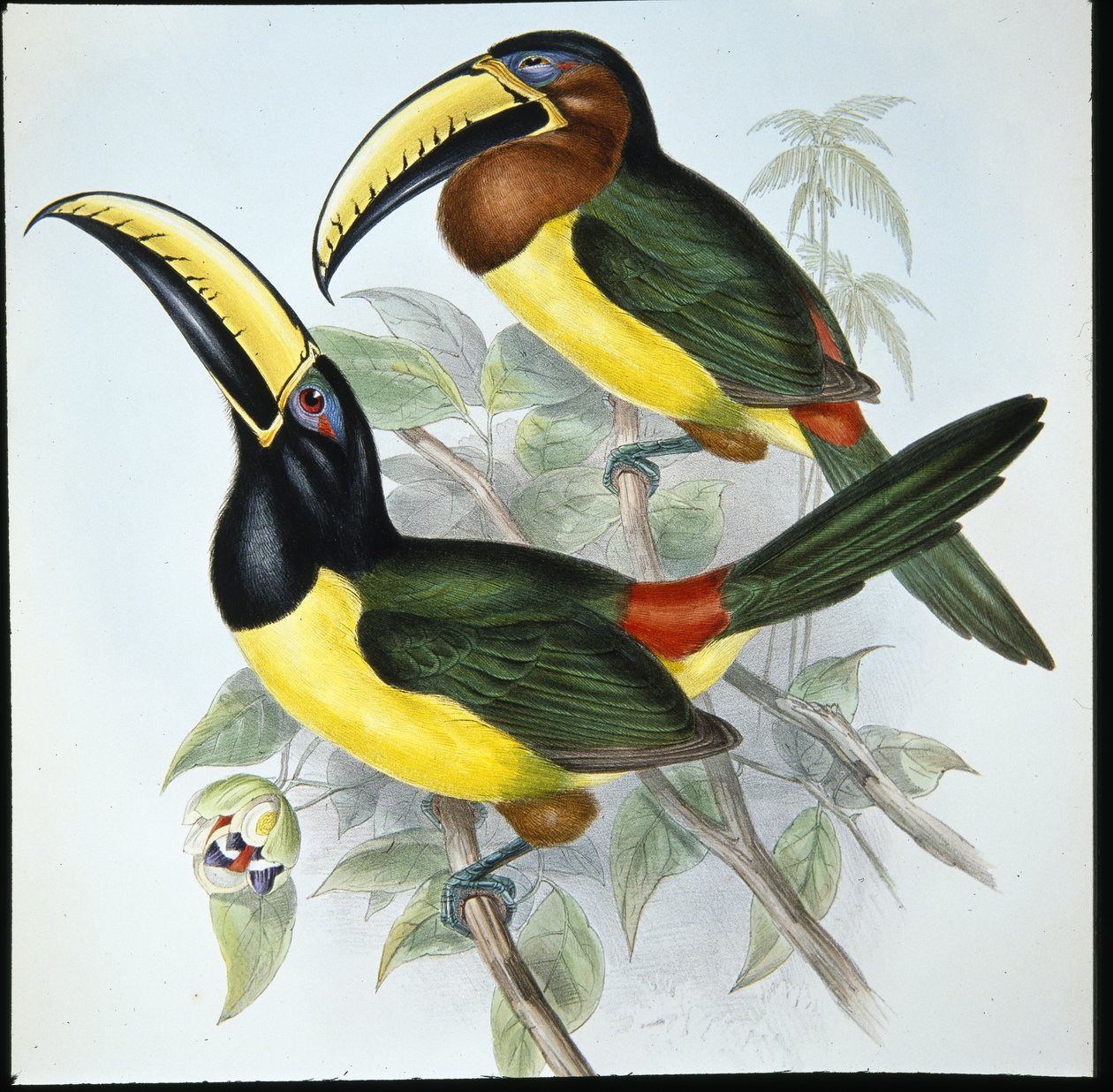 Humboldts Aracari (Pteroglossus Humboldti) (håndfarget litho) av John (after) Gould