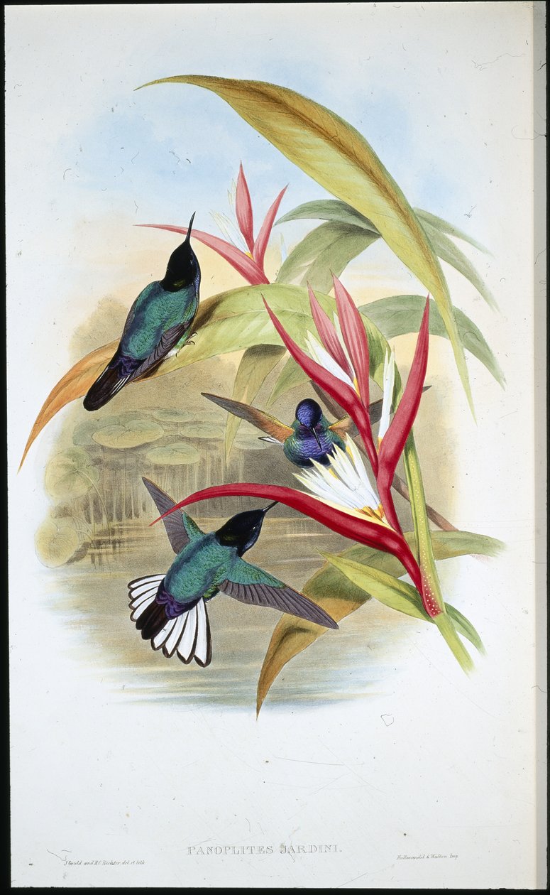 Jardins Panoplites ( Panoplites Jardini ) (håndfarget litho) av John (after) Gould