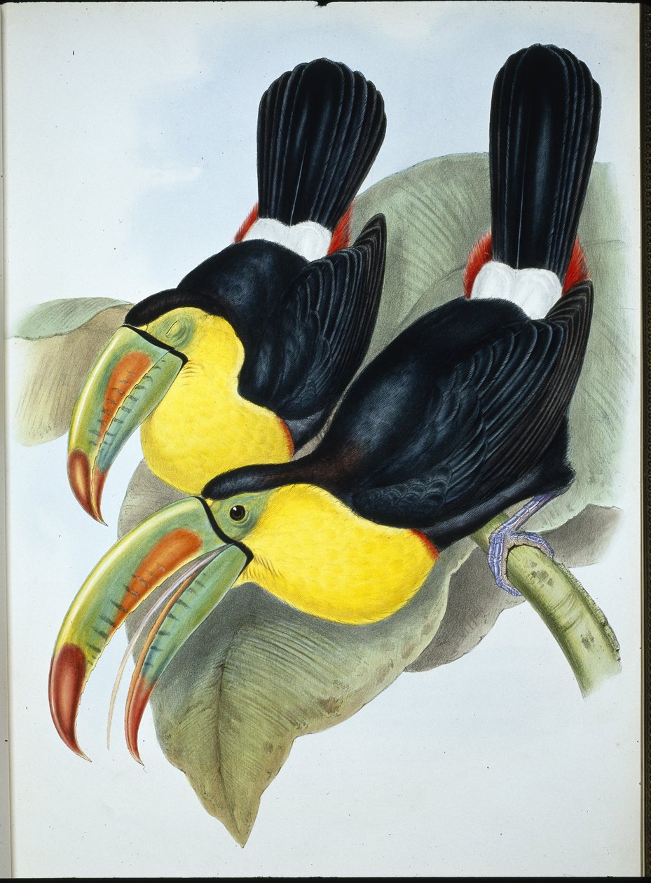 Kjølnebbtukan (Ramphastos Carinatus) (håndfarget litho) av John (after) Gould