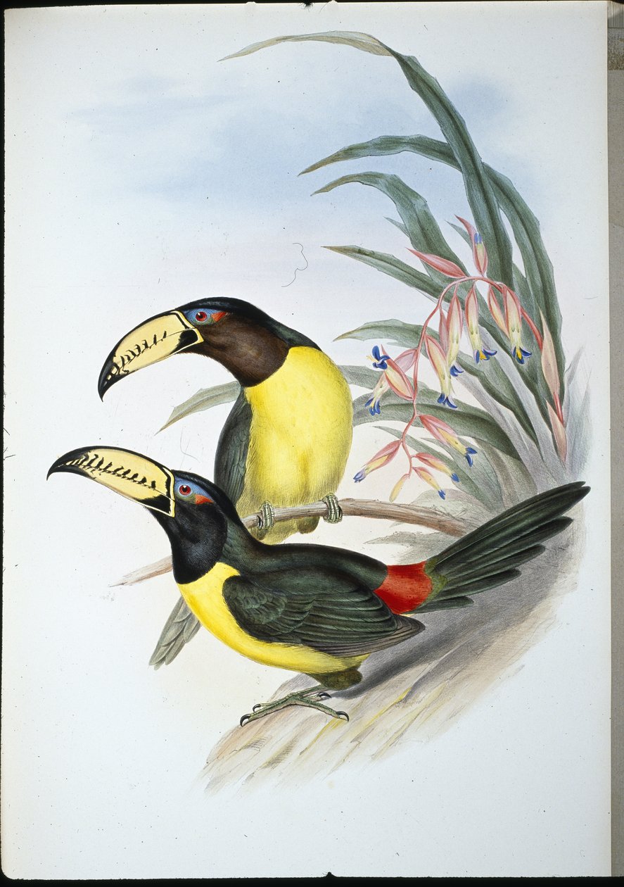 Bokstaver Aracari (pteroglossus inscriptus) (håndfarget litho) av John (after) Gould